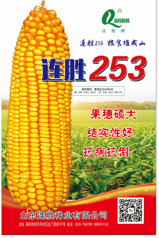 果穗硕大、抗锈抗倒、结实好的玉米品种—连胜253