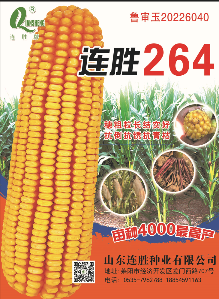 穗粗粒长、抗倒、抗锈、抗青枯玉米新品种—连胜264